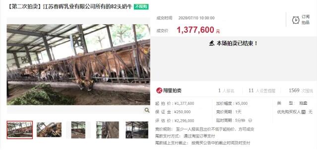 春晖乳业82头奶牛被拍卖137万还债 实控人债务缠身沦为“老赖”