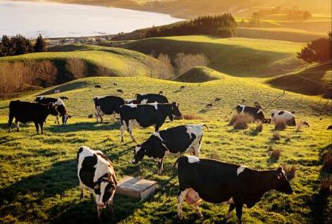 追根溯源丨揭秘新西兰奶源的神秘之处